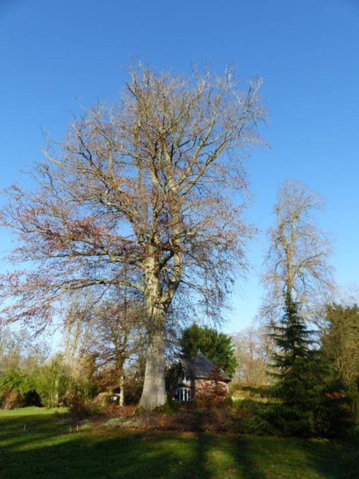 Appartement André Le Nôtre dans château XIX ème Bracquetuit Extérieur photo